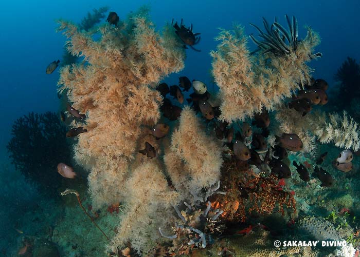 géologie et plongée Nosy Be Madagascar